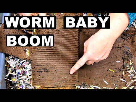 Compost Worm Lasagna Bin Baby Boom After the Crisis