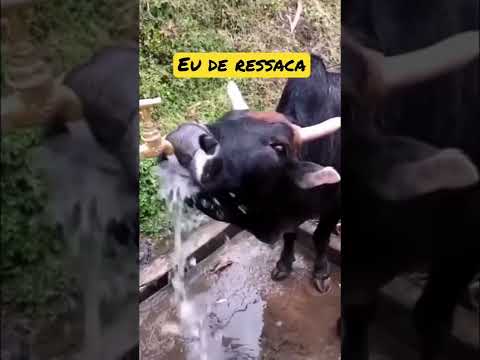 Eu na segunda feira de ressaca #ressaca #segundafeira