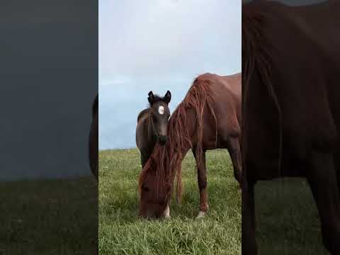 Ձիերը Իջևանի սարերում.   #horse #montains #photography