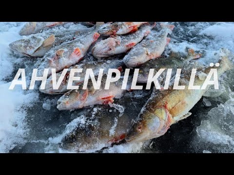 RUOKA-AHVENIA ETSIMÄSSÄ | PORUKALLA PILKILLÄ