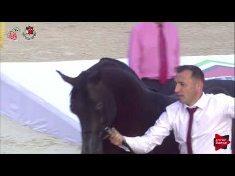 N 555 SQ AL NATO   UAE Nationals 2019