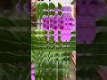 Jal Jal Ke Dhuan Maan Love Alwaysmissyou Foreveryours Shorts Shortsviral Explore