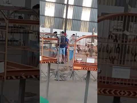 Baiano Akamaru torneio asaluz