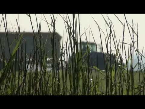 Chopping grass with a NEW Claas Jaguar 950 Dynamic power + NH T7060 + Fendt 512C HD