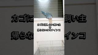 家に帰りたくないオキナインコのそらVS帰したい飼い主の戦い#インコ #birds #癒し#面白い #かわいい