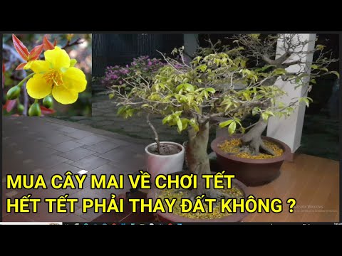 🔴 QBS23366 - MUA CÂY MAI BÌNH ĐỊNH VỀ CHƠI TẾT, HẾT TẾT GIỜ CHĂM SÓC NHƯ NÀO ĐỂ CUỐI NĂM CÂY CÓ HOA