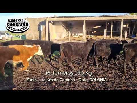 Entrada 3 (Cert - 6152) - 16 Terneros 160 Kg