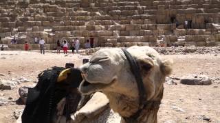 Camel Chew at the Pyramids