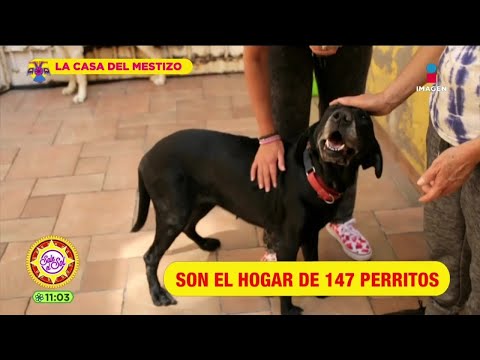 Casa del Mestizo: hogar digno para perros en situación de abandono o maltrato | Sale el Sol