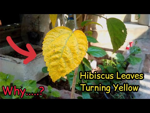 6 Reasons - Why the Hibiscus Plant Leaves Turning Yellow? - PureGreeny.com