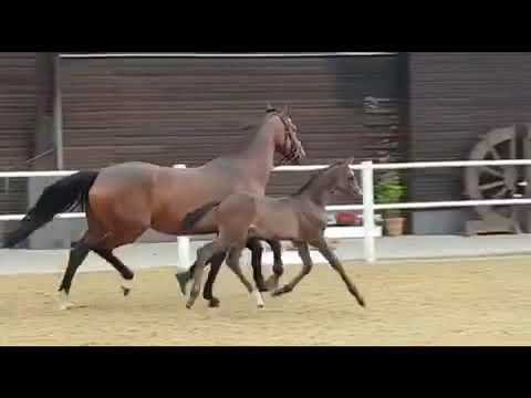 Elite Stutfohlen von Marc Cain x San Amour