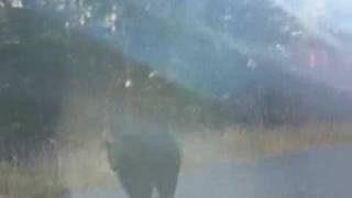 preview picture of video 'Bear in Port Renfrew'