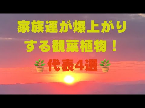 黒檀の家族 植物