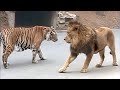 Lion VS Tiger Real Fight - Tough Creatures [Ep. 4]