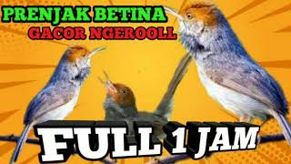 Download lagu PRENJAK BETINA GACOR NGEROOL FULL 1 JAM SUARA JERNIH POLLL #kicaumania #burungkicau mp3