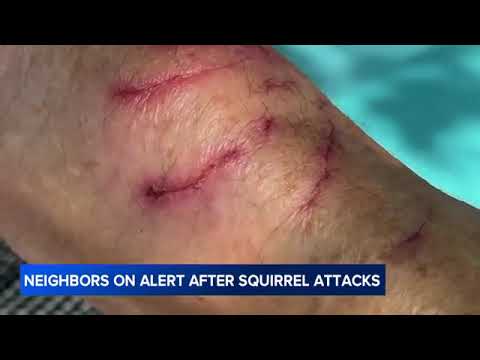 Vicious squirrel sends 2 neighbors to ER after series of attacks