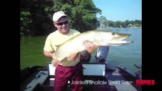 Rapala jointed shallow shad rap