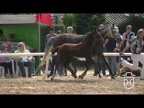 NF291CH Hengstfohlen von Crumble - Com Air - Casco
