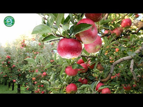 Apple Garden in America | Best Apple Farm in the World 2024