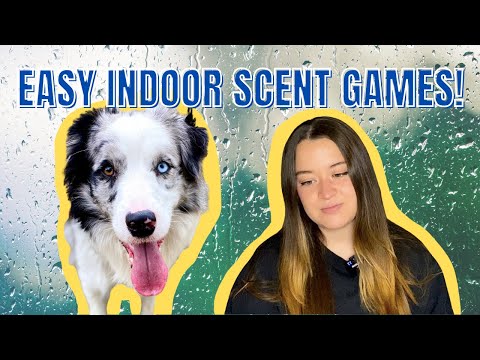 2 INDOOR Games to EXHAUST Your Dog! (Rainy Day or Post-Surgery SCENT Games)