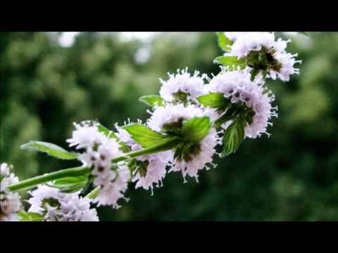 Máta peprná a její blahodárné účinky