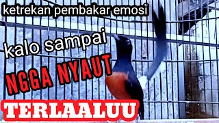 Download lagu PANCINGAN GACOR MURAI BATU || ketrekan murai batu emosi mp3 Download lagu PANCINGAN GACOR MURAI BATU || ketrekan murai batu emosi mp3