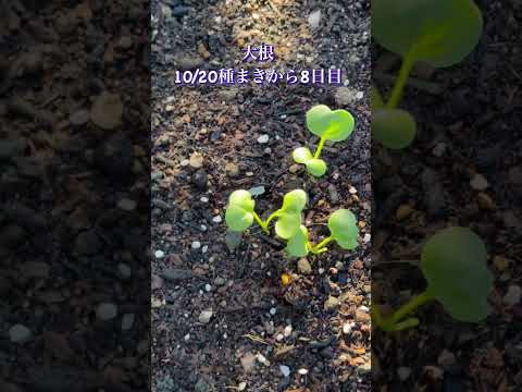 いつオープングラウンドに花を植え始めますか？きれいなお花畑を作るにはどれを選べばいいでしょうか？  庭園