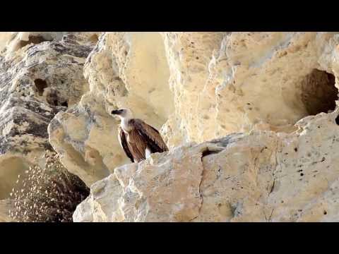 Griffon Vulture (Gyps fulvus) - Cyprus