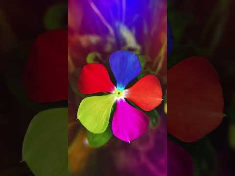 Surah mulk ki fazilat I Islamic shorts #flowers #ytshortsvideo #shortsfeed # #pleasesubscribe