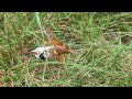 Cicada Killer Wasp in Action in New Brunswick, NJ