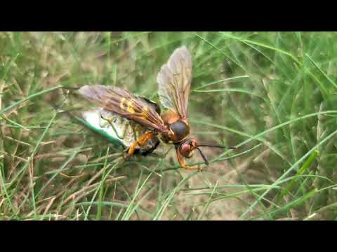 Cicada Killer Wasp in Action in New Brunswick, NJ