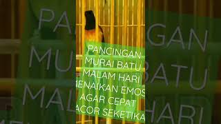 Download lagu PANCINGAN MURAI BATU MALAM HARI MENAIKAN EMOSI AGAR CEPAT GACOR SEKETIKA mp3 Download lagu PANCINGAN MURAI BATU MALAM HARI MENAIKAN EMOSI AGAR CEPAT GACOR SEKETIKA mp3