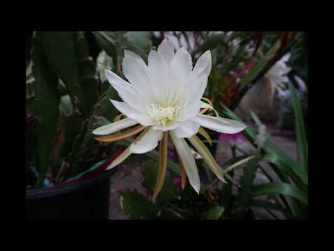 SÀI GÒN CHIỀU BƠ VƠ