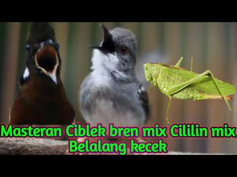 download lagu mp3 mp4 Masteran Cililin Dan Walang Kecek, download lagu Masteran Cililin Dan Walang Kecek gratis, unduh video klip Masteran Cililin Dan Walang Kecek