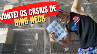 Quais mutações espero tirar em 2022!! (PLANILHA DE CONTROLE GRÁTIS)