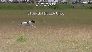 Pointer Charun della Cisa en Campo Felice