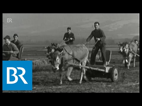 Ochsenrennen in Aising: Anno dazumal ein Publikumsmagnet | Unser Land | BR Fernsehen