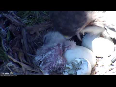 Egg #2 Hatches, Cornell Hawks Have Their First Chick! – April 23, 2018