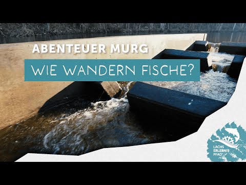 Fischwanderung in der Murg: Hindernisse und Lösungen