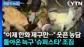 비 예보 있는데 다행...돌아온 늑구 향한 뜨거운 환영 [지금이뉴스] / YTN