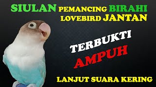 Download lagu SIULAN PEMANCING BIRAHI LOVEBIRD JANTAN mp3 Download lagu SIULAN PEMANCING BIRAHI LOVEBIRD JANTAN mp3