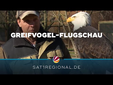 Flugschau der Greifvögel startet im Wisentgehege in Springe
