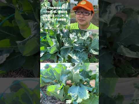 コンパニオンガーデニング：カリフラワーの隣に何を植えますか？  庭園