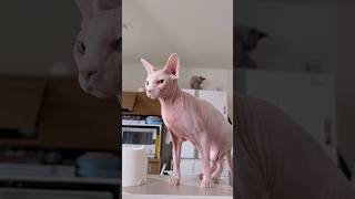 可愛いすぎる！はだかの猫アレクサンドラとスルタン【スフィンクス】