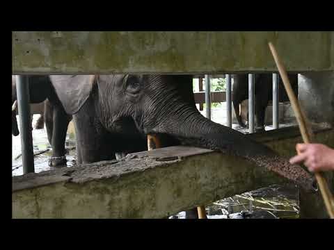 Taking Endangered Elephants From Conflict To Care