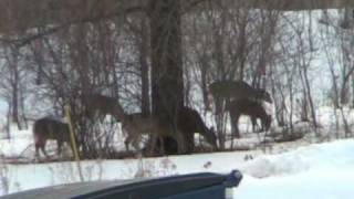 preview picture of video 'Deer in the Iowa Snow'