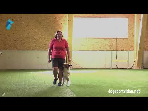 Qualification - Carina Mayerhofer + Gorgeous Gentleman of Silent Storm/Border Collie - Austria