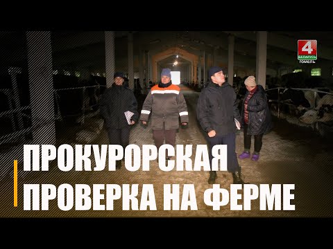 Под Калинковичами прокуроры приехали на ферму, чтобы проверить, не холодно ли коровам