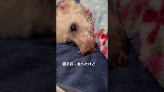 前歯に収納🐮 #シニア犬との暮らし #元繁殖犬 #トイプードル #寝たきり #シニア犬 #老犬介護 #老犬 #ララちゃん #seniordog #shorts #犬の介護 #犬動画