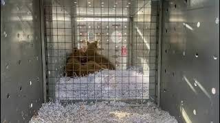 Cubs settle into airline crate